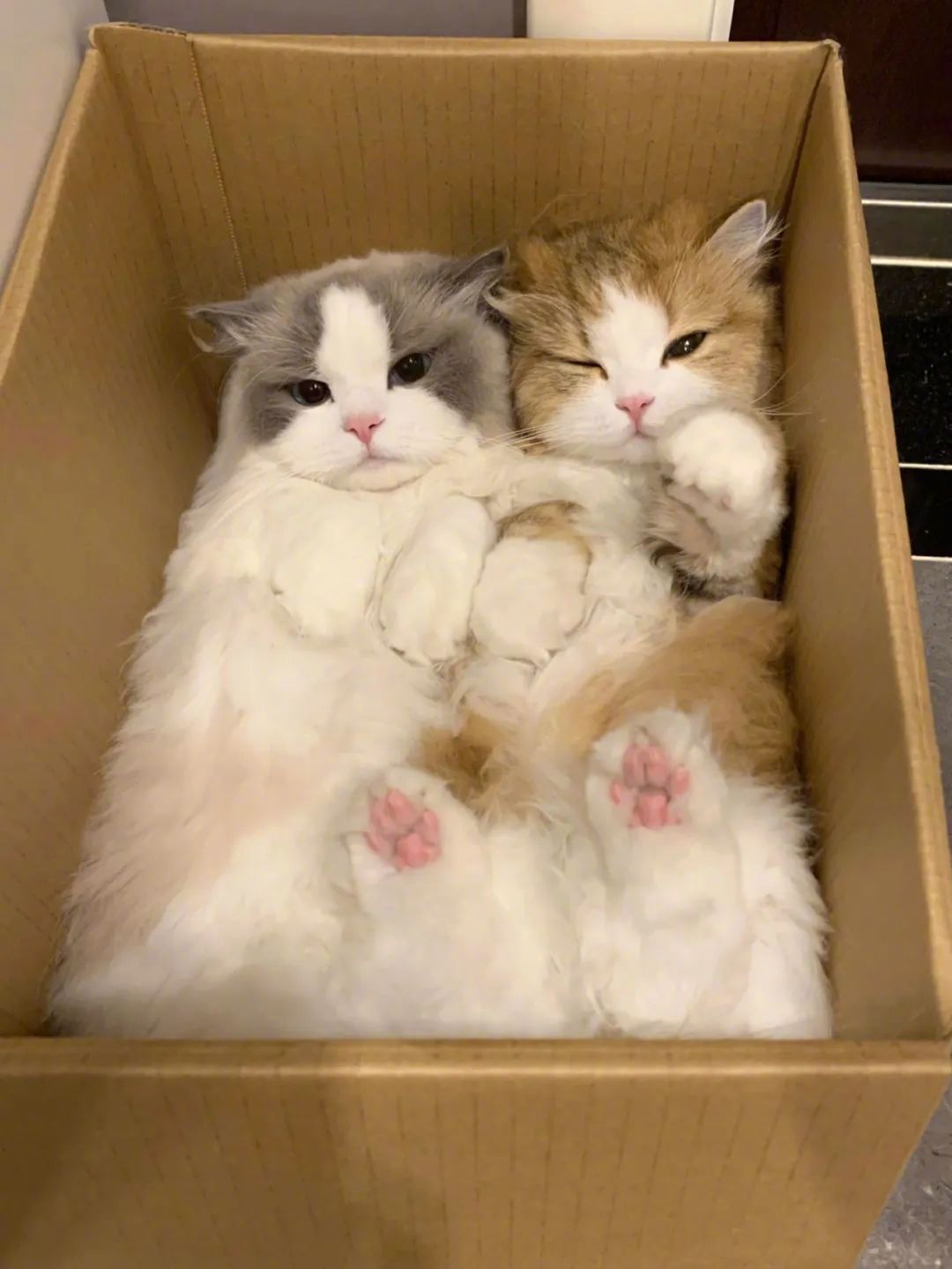 猫咪的心思都写在脸上了两只猫猫非要挤在一个箱子！