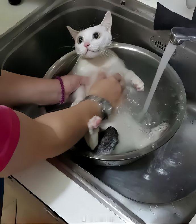 麻麻，今天的晚餐不会是我吧？​​​