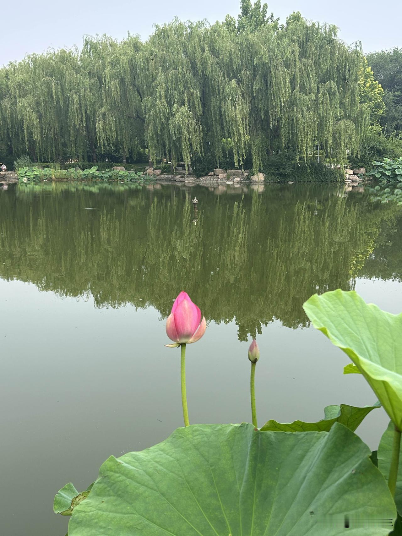 今天下午我送大女儿返校前还是没忍住问了她一句。你给你爸发信息了吗？她说没有，