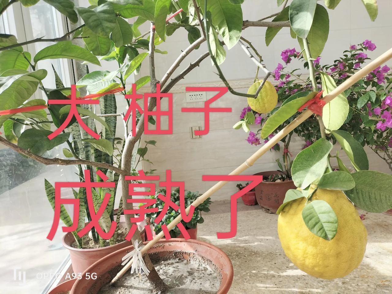 养花之乐我哥就爱侍弄花草，家里的阳台早成了小花园！你瞧，柚子沉甸甸挂着枝