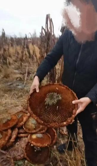 内蒙古呼和浩特，男子承包了400亩地，全部种植向日葵。辛辛苦苦一年，眼看到了收割