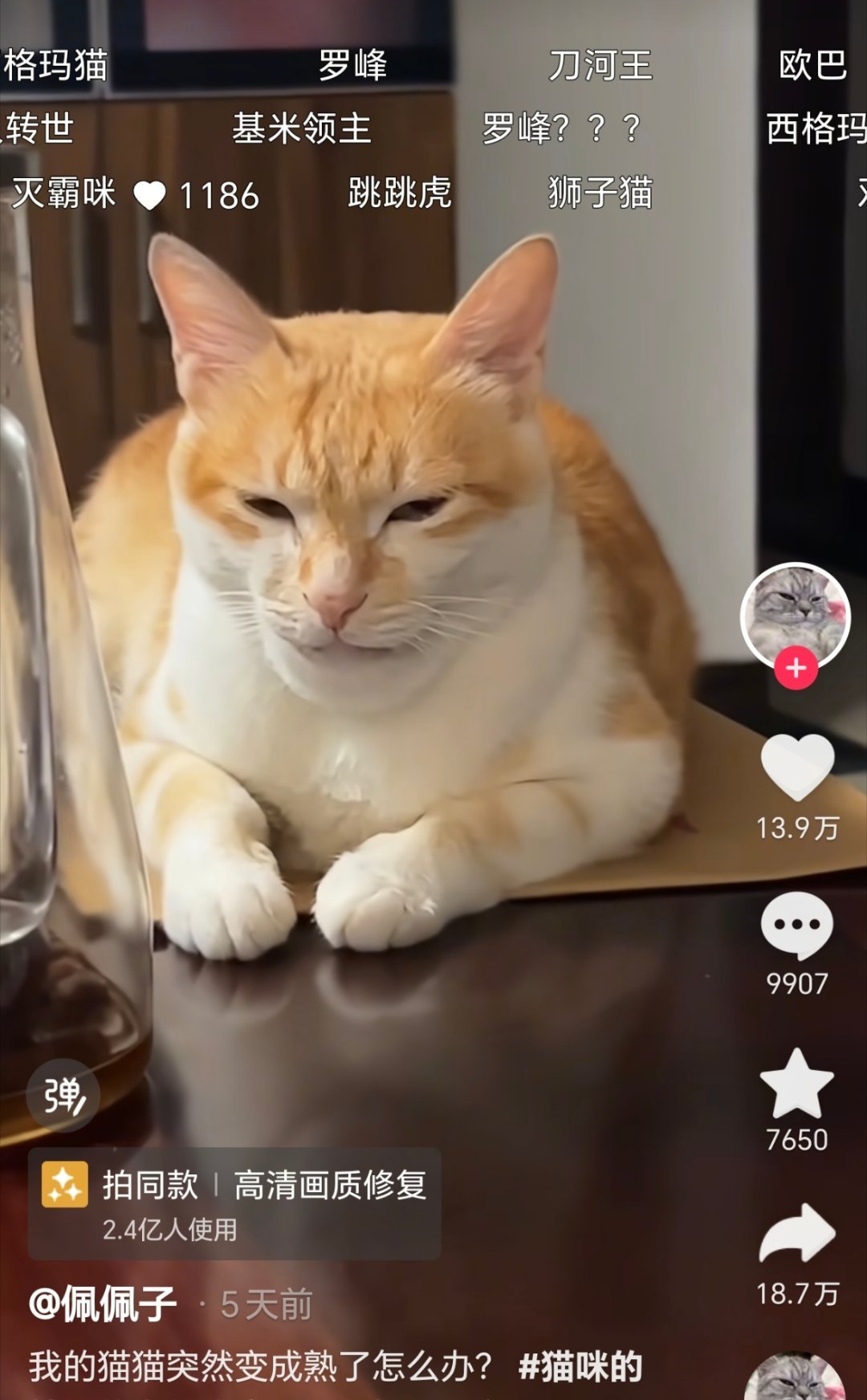 我以为图1这种西格玛猫是搞抽象的，现实中不会存在，直到我今天看到有只猫吃虾滑过敏