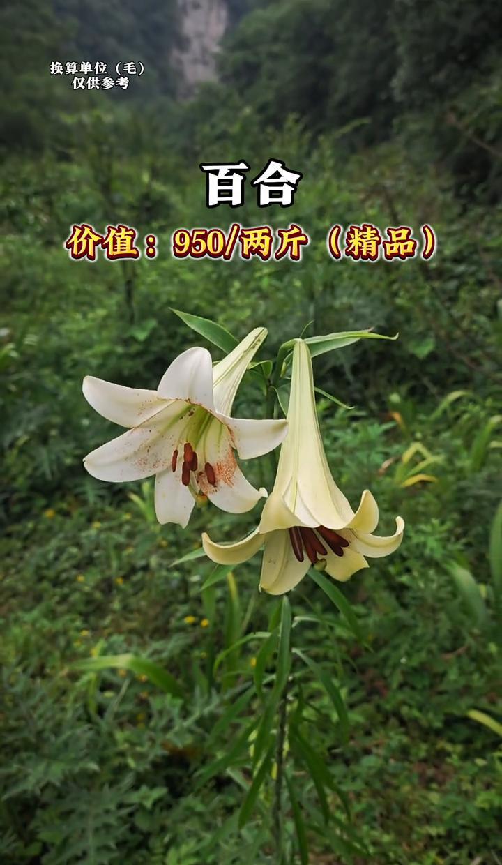 8万一斤的虫子，正在黑市被疯抢。蚁狮价格飙到80000元每两斤，挖十座山也凑不