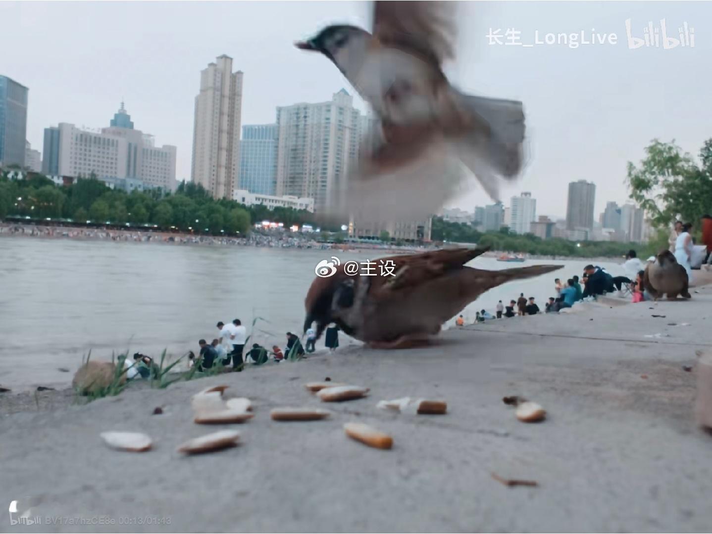 道理我都懂，但是这个麻雀为什么这么大