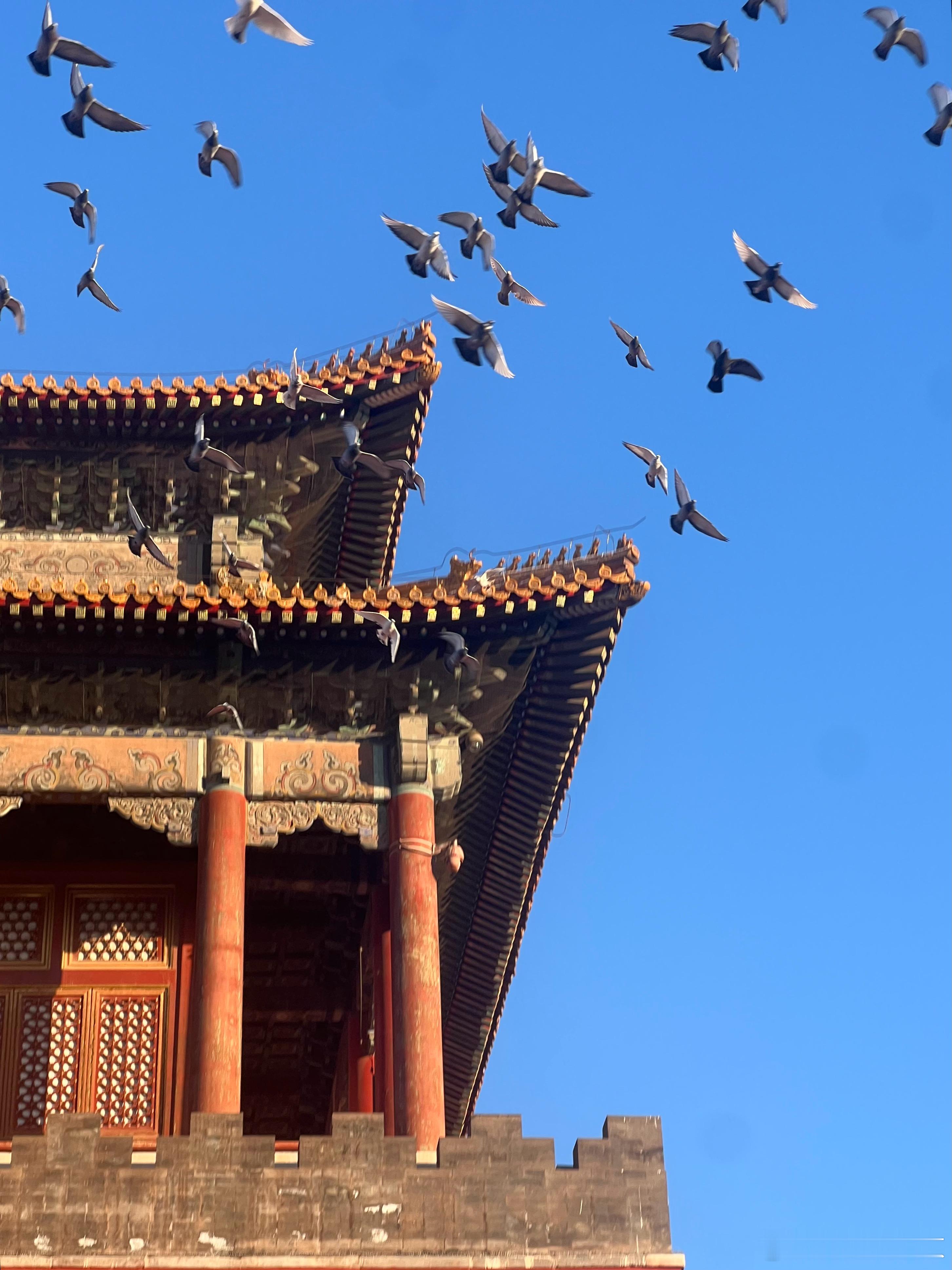 故宫午门鸽子飞摄影