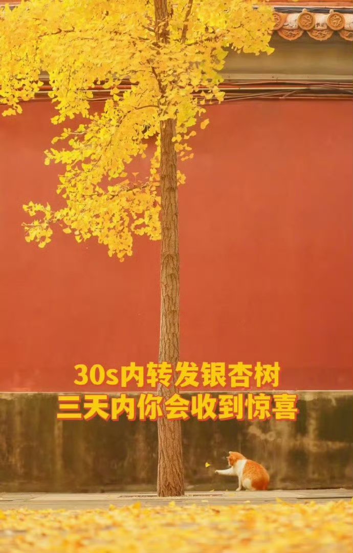 银杏树请不要无视，说明你的运势开始上升