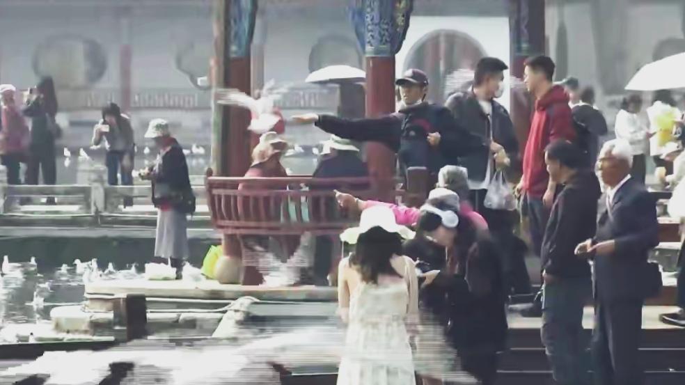 🔥太暖！大观公园为红嘴鸥办饯行宴，昆明温柔出圈。红嘴鸥要北归啦！昆明大观公园暖