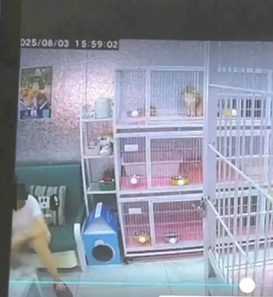 对沈阳铁道文旅的公开呼吁：请正视邓斐媛虐猫行径，清除害群之马近日，沈阳