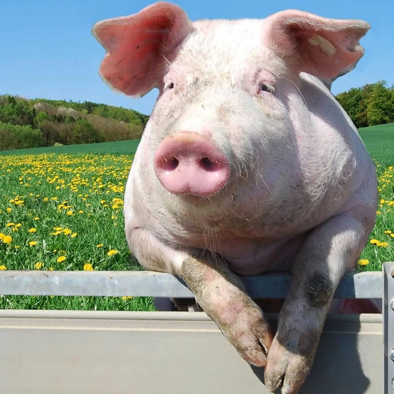 2026年3月猪价低迷，每公斤约10元，跌破养殖成本，这对不同群体影响不同。下