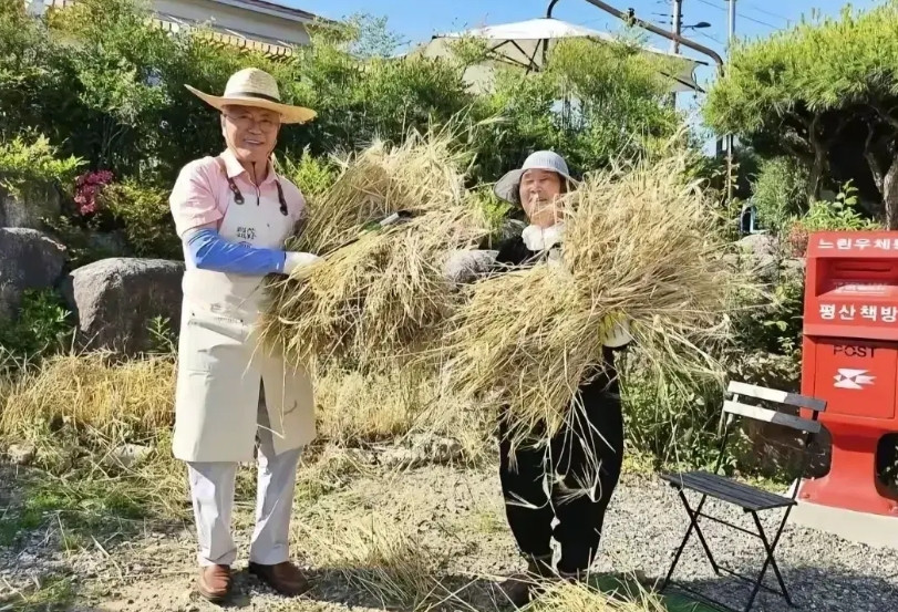文在寅直播收麦子，可惜地实在是小了点，三下五除二就割完了，还要打麦子，就是脱壳去