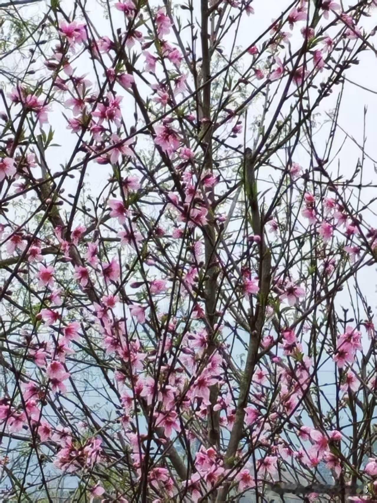 听散步的友友说，小区有个30多岁的女人闯红灯，被撞飞，一对儿女当场死亡，可怜的孩