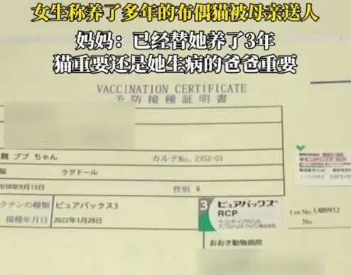 “猫比父母重要？”浙江杭州，一女子在日本买了一只布偶猫，因为需要上学，就
