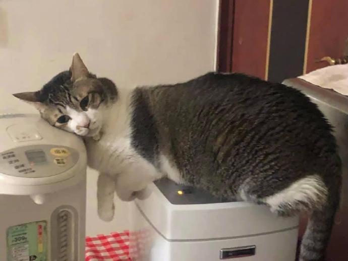 天气冷...家里的猫研发出的取暖方式