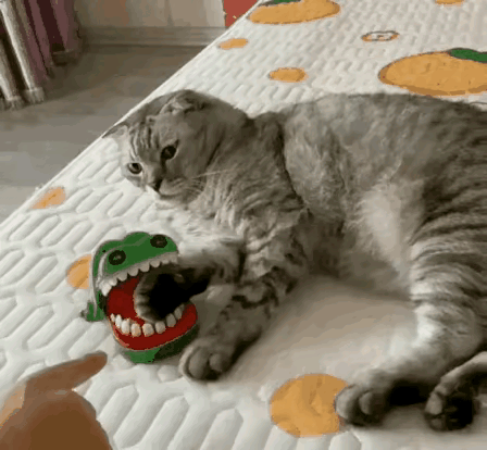 猫主子大战“鳄鱼”碾压人类！两回合让主人惨败，眼神挑衅太嚣张卧室里上演高能