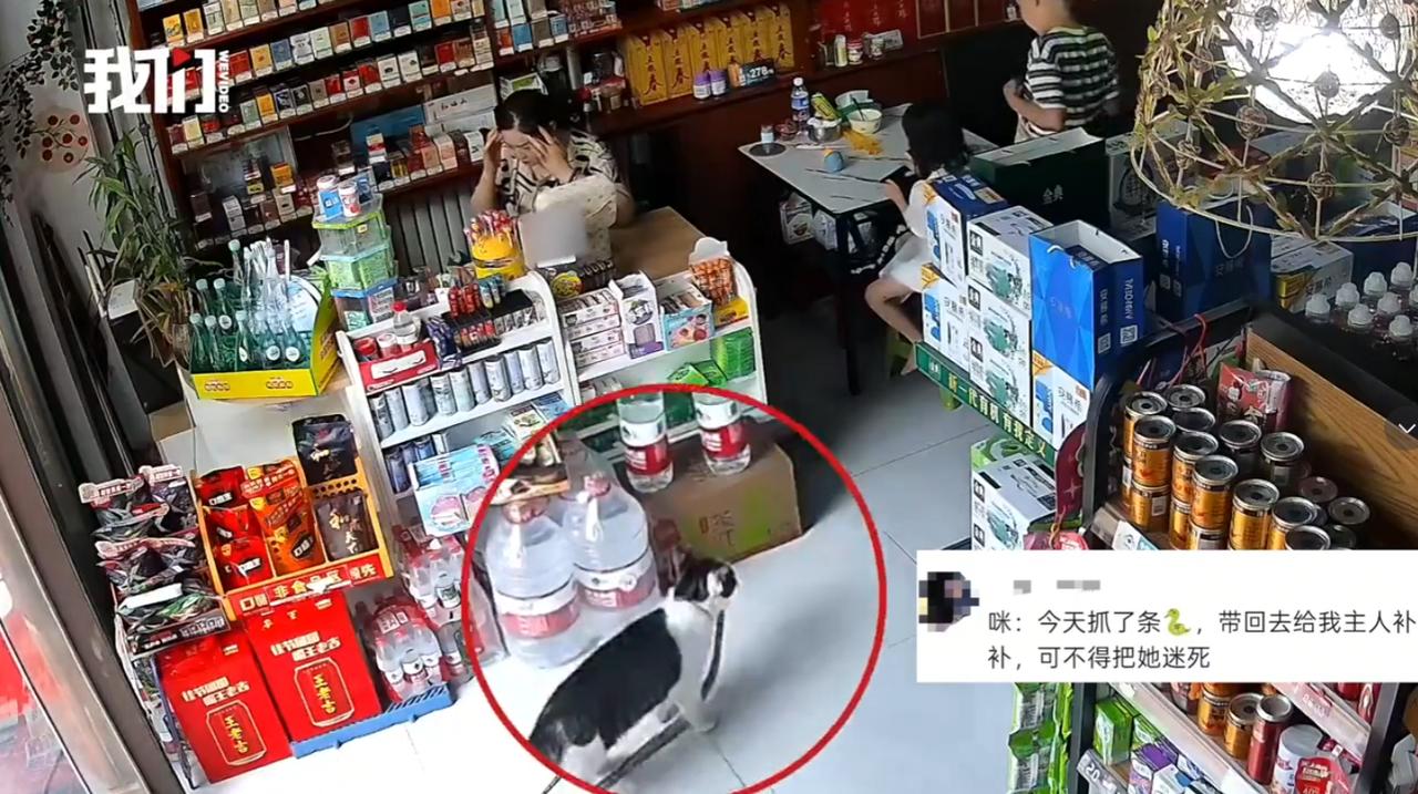 “太好笑了！”甘肃陇南，店主家养的宠物猫外出觅食后，叼着一条蛇折返家中，打算把自