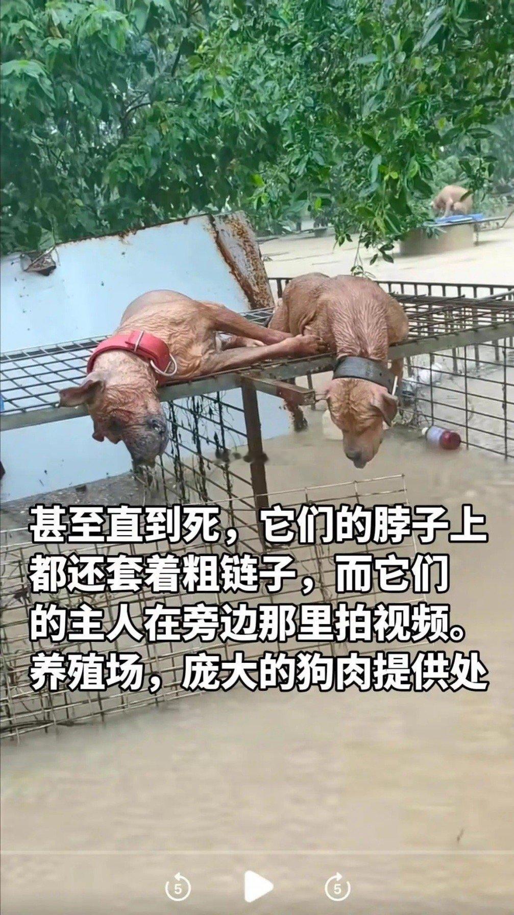 甚至直到死，它们的脖子上都还套着粗链子。洪灾无情