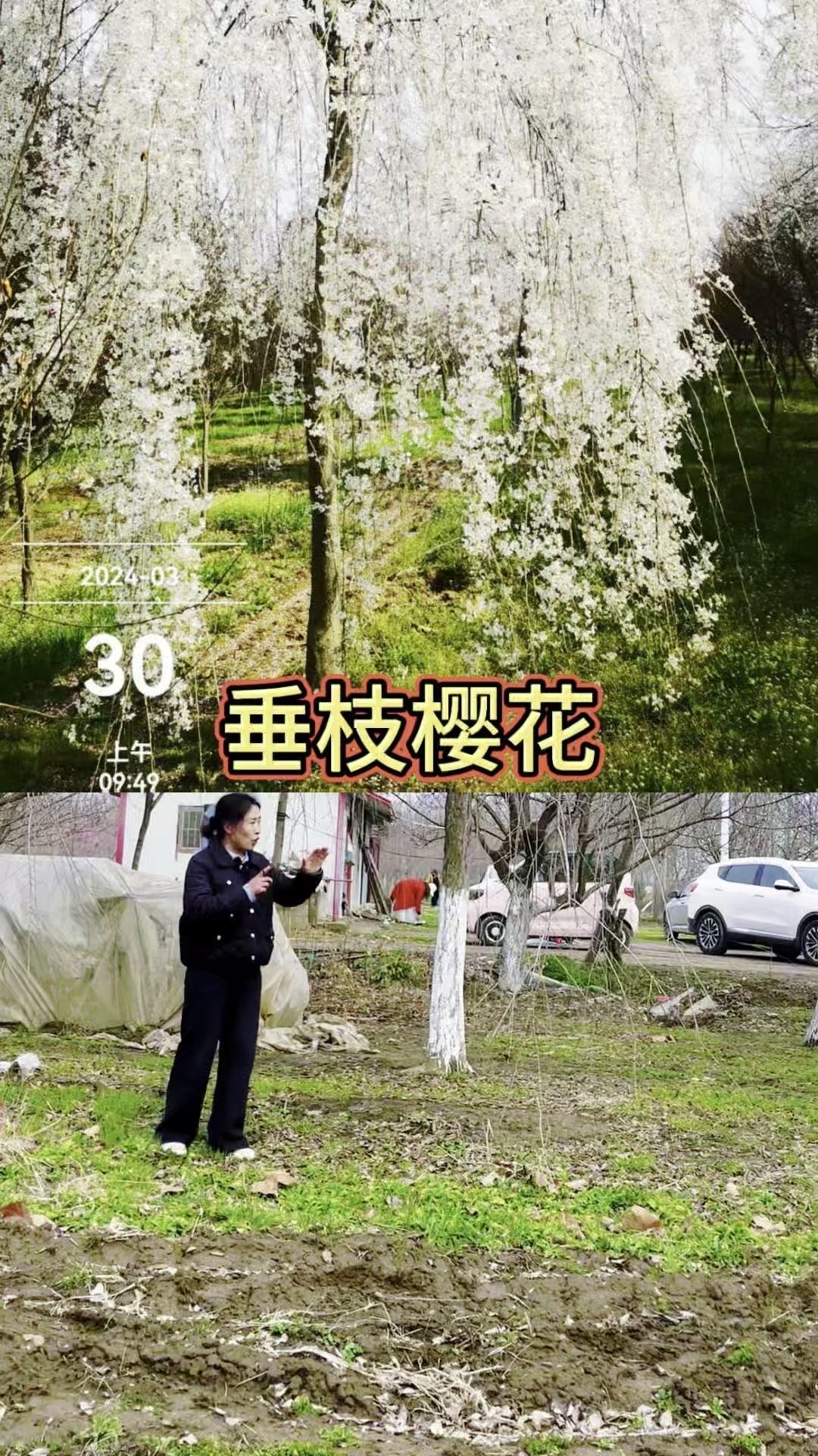 🌸进口垂枝樱花有多美？樱花垂枝樱花1️⃣垂枝樱花是进口枣樱品种，分枝20-2
