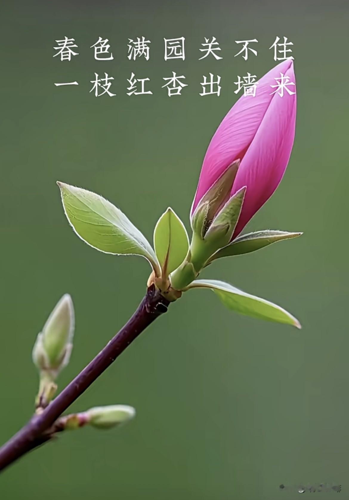 上联：满园春色藏不住下联：一枝红杏出墙来