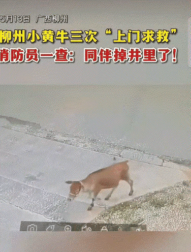 万物皆有灵。5月13日上午，广西柳州柳北区白露消防站迎来了一位特殊的“小客人”—