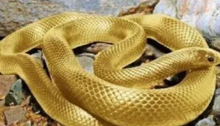 1975年，西安一老农挖地基，挖出一条大蛇,老农惊惧不已，刚要将它铲为两段，却发