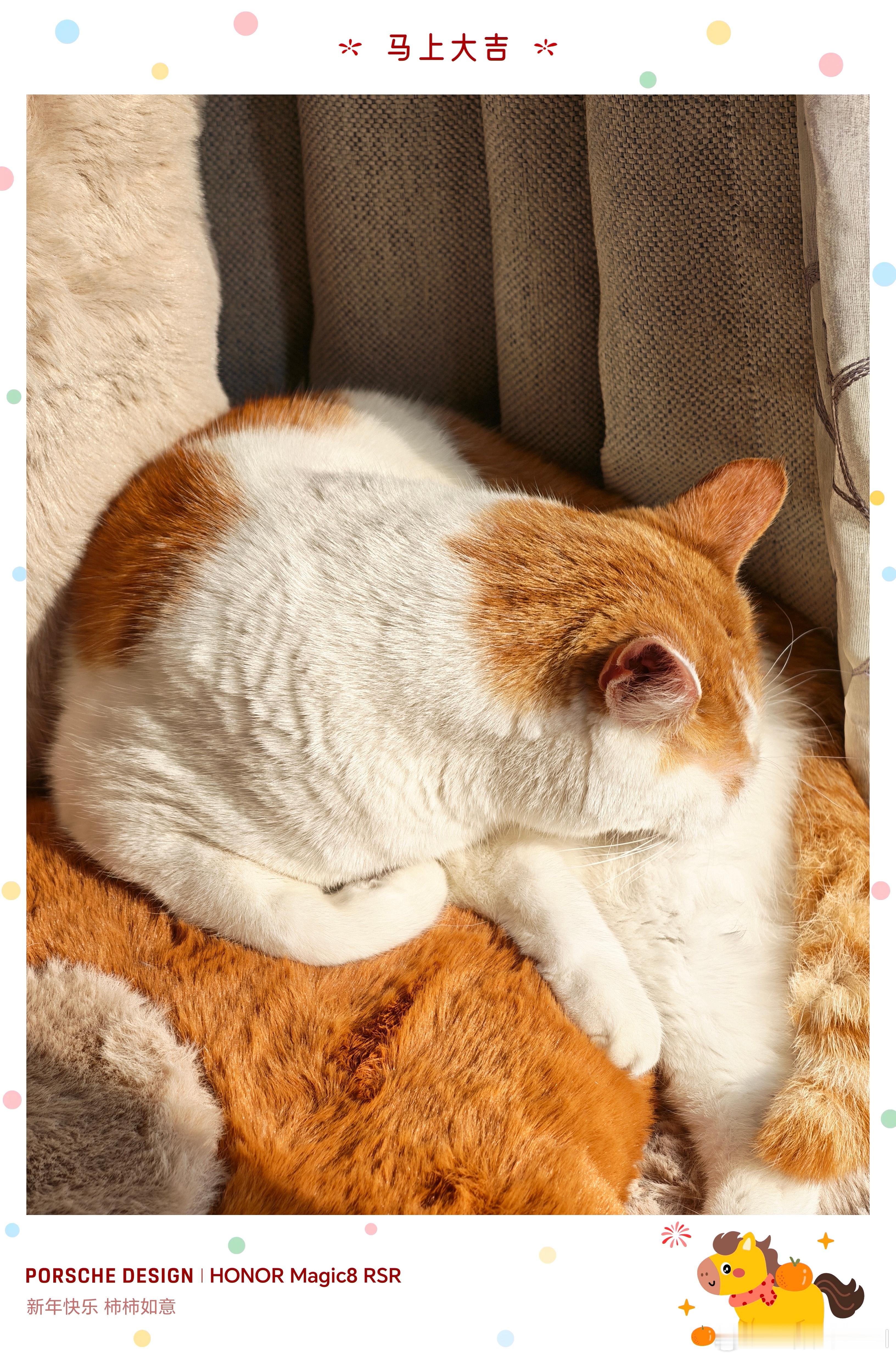 橘二快乐晒太阳