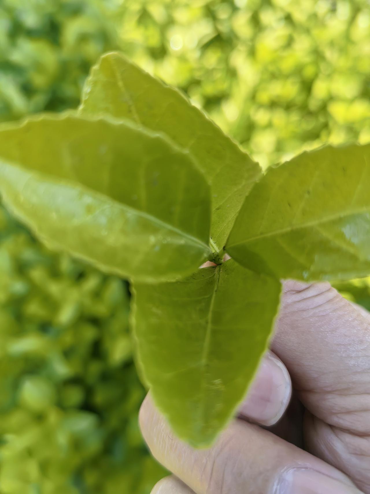 我们公司做保洁的，几个女人，大都都是胖胖的中年女人，或者年纪较大，只有一个年轻些