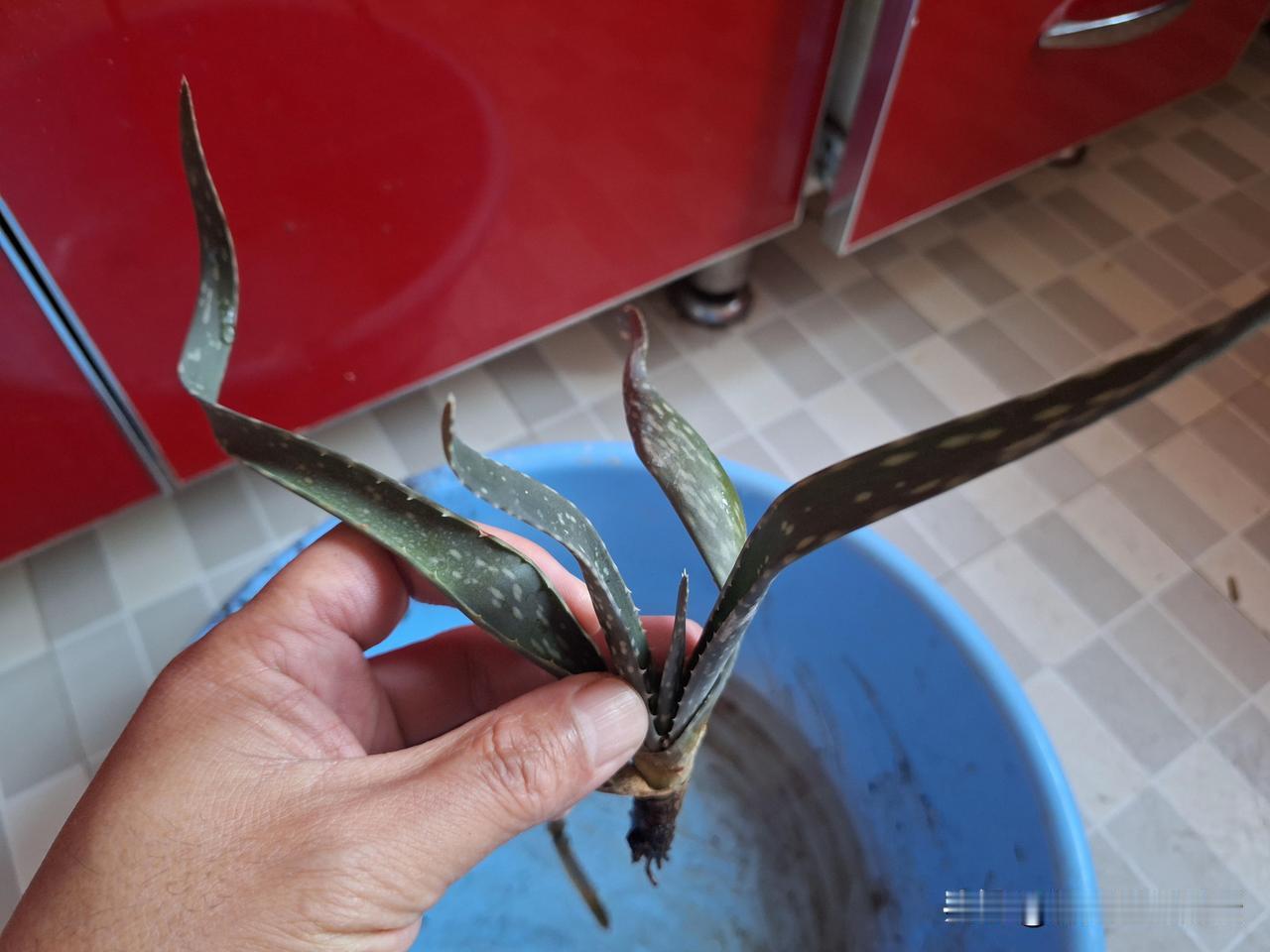 芦荟死了，享年四个月；茉莉也行将就木。唉，每次养花，它们都比我先死。希望虎皮兰、