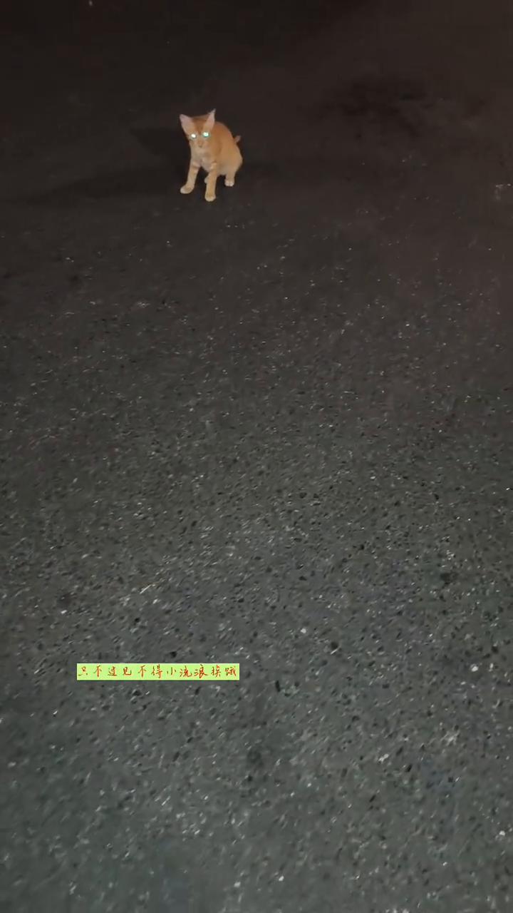 喂流浪猫是善良吗？从不觉得自己有多善良，只不过见不得小流浪猫挨饿，愿意从本就少
