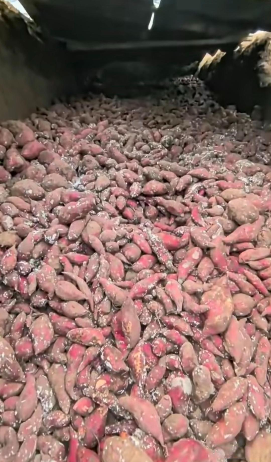 压得这么多个，为了烤地瓜全坏了怎么办？