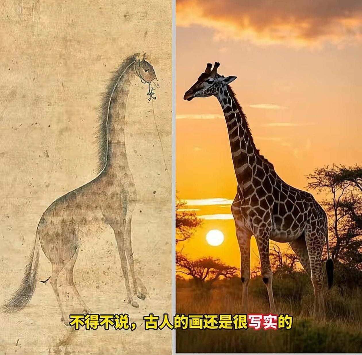 原来“麒麟”就是长颈鹿，怪不得“麒”、“麟”两个字都是“鹿”字旁。“麒麟”是郑和