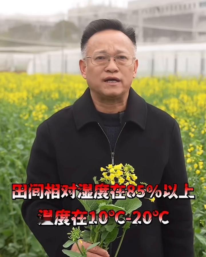 下游出现阴雨滑燥天气，这对于油菜病虫害防控有哪些影响？该如何防控？目前全国油菜主
