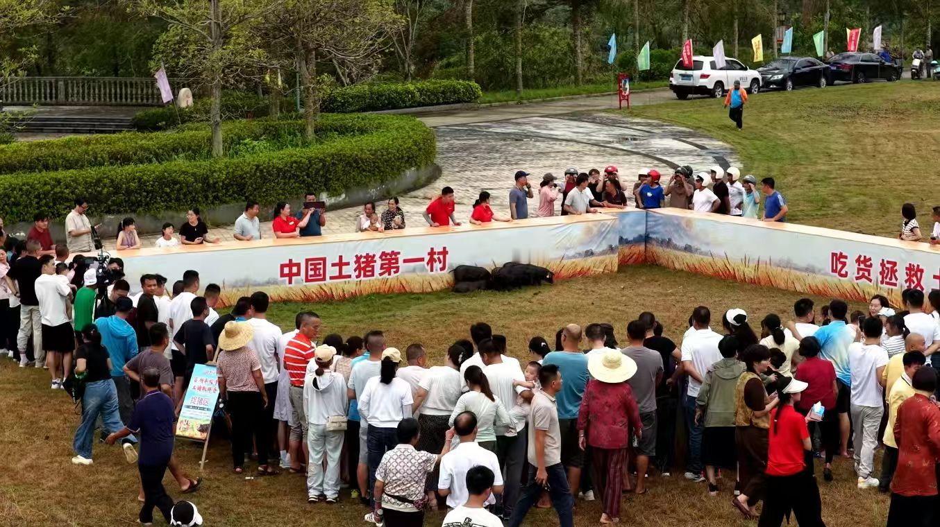 湛江一村举行猪超运动会庆丰收土猪竞赛获胜村民直接抱猪回家广东湛江官湖村丰收节直接
