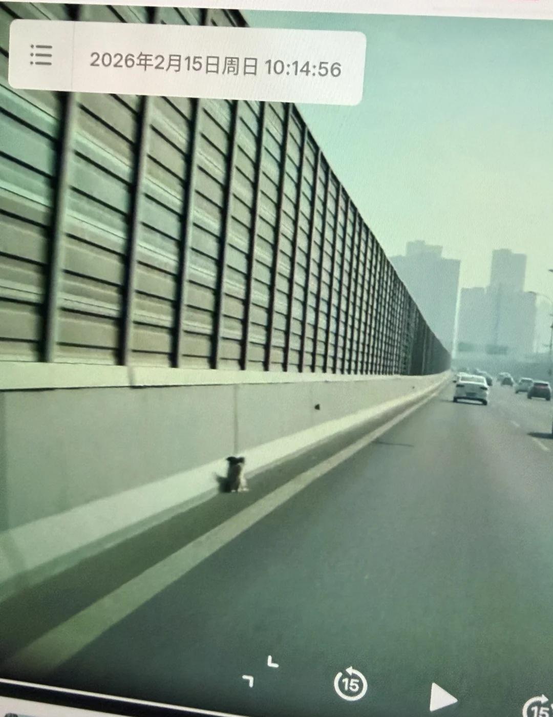 为无锡交警点个赞高架上的猫猫狗狗也遇到了心软的神～如果在高架上看到猫猫狗狗千