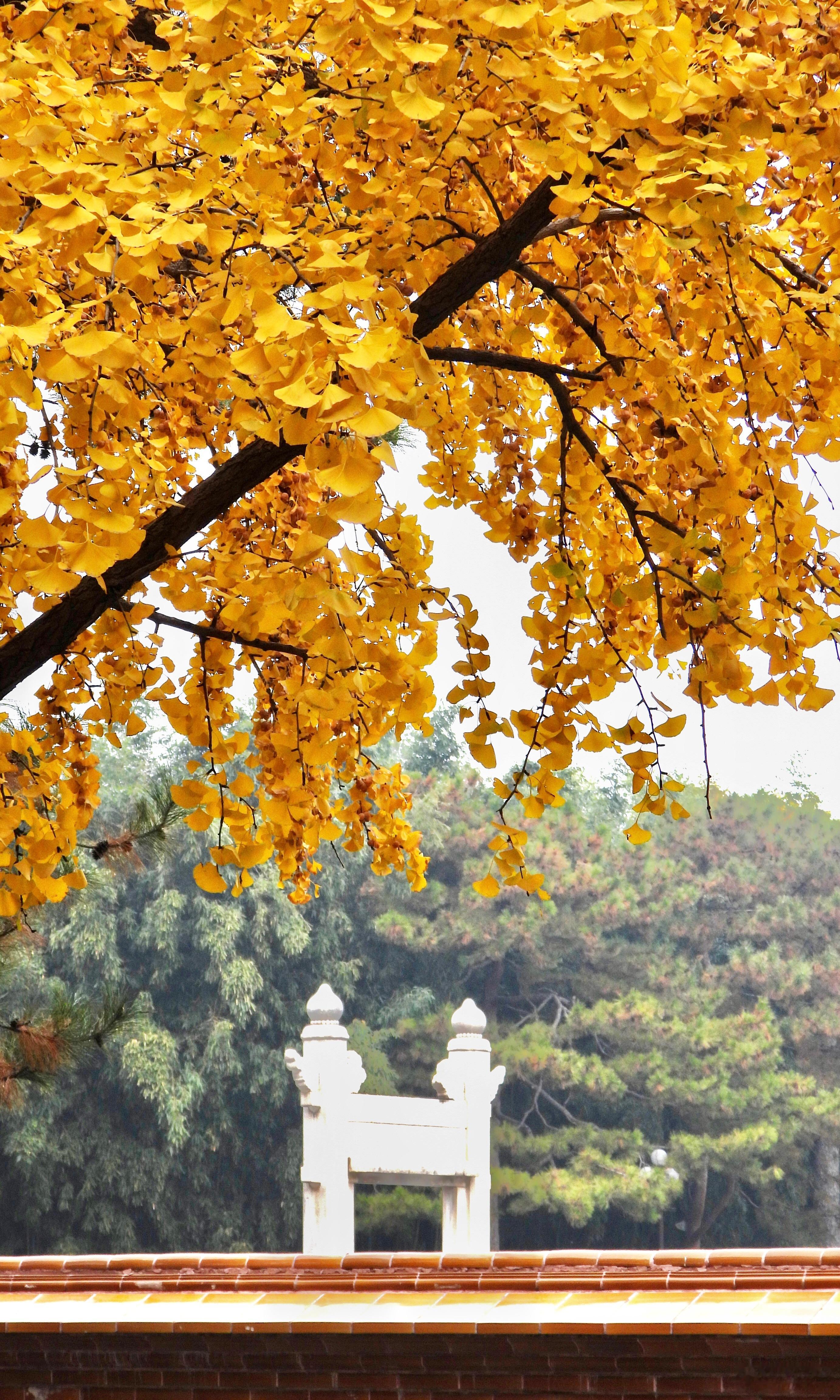 【北京中山公园】宫墙映日锁秋光，银杏凝金覆角廊。风过落英逐晓色，满园诗意满庭芳摄