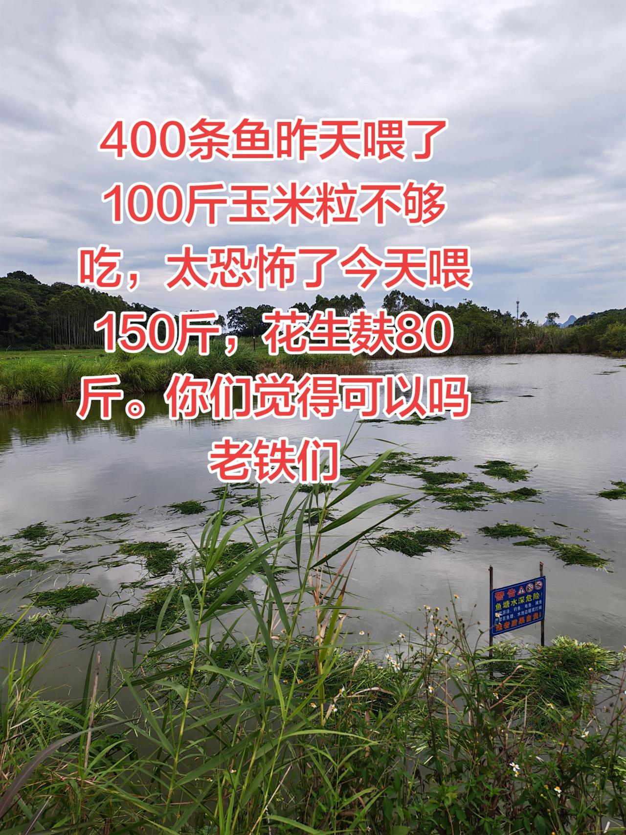 草鱼食量太恐怖了，到底喂多少才够吃养鱼日记草鱼三农农村生活