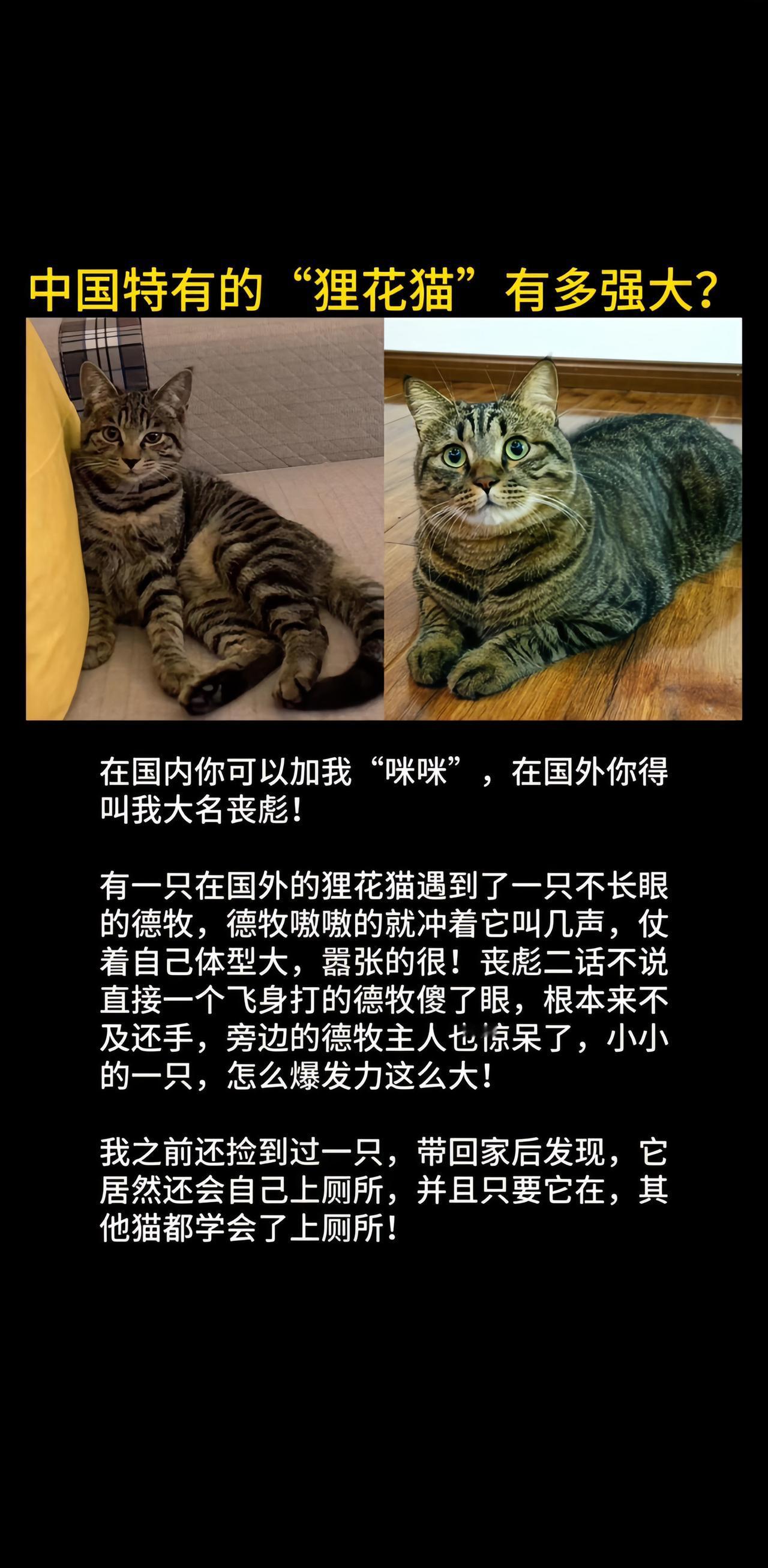 狸花猫到底有多厉害？狸花猫狸花猫真的不好惹