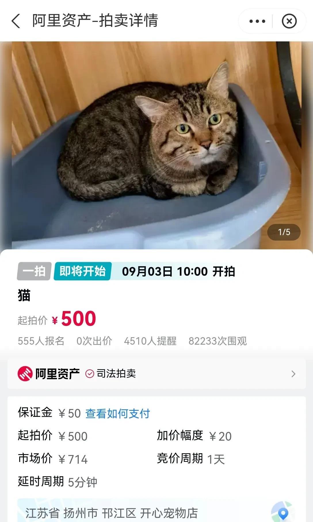 图片是支付宝的截图，这只猫咪因为主人欠债就要被拍卖了。起拍价是500元，目前已