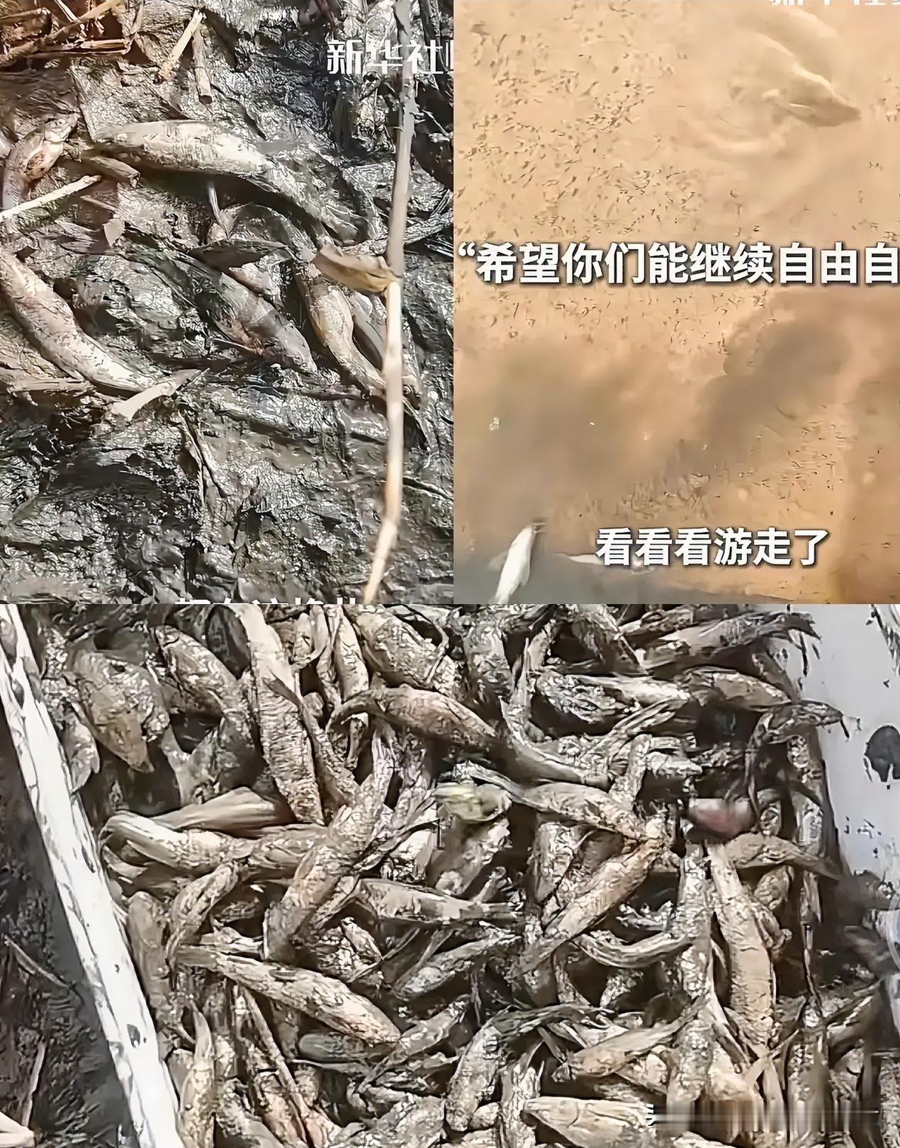 没想到到了关键时候连鱼儿都会抱团取暖近日,一女子去新疆看胡杨林,就在她走到