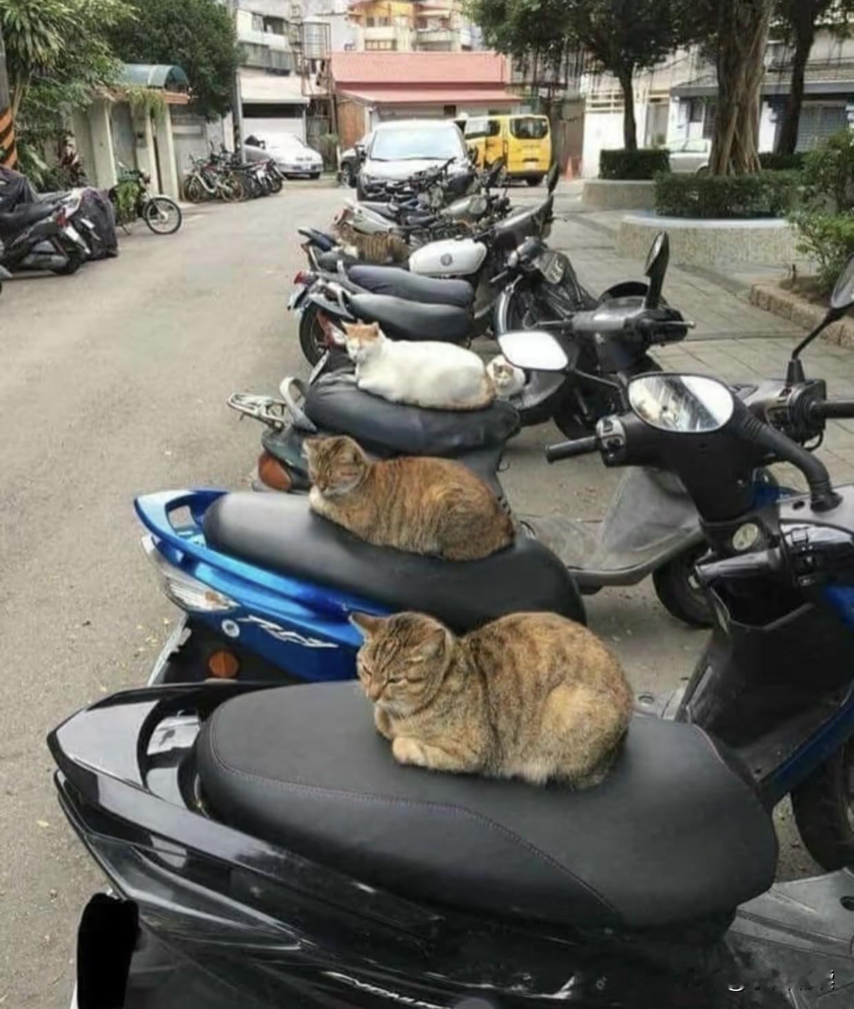 看看我们小区的流浪猫，是不是快活似神仙？还有爱心人士为它们安置了猫窝，每天给它们