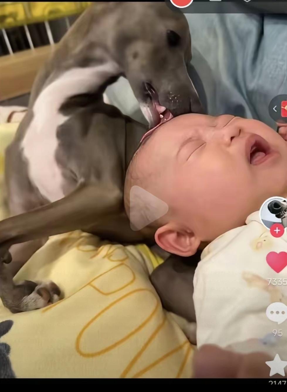 又爆出来一个大瓜，乐乐是锅巴收养的，乐乐的爸爸得了癌症，锅巴跟他爸爸说：他们条件