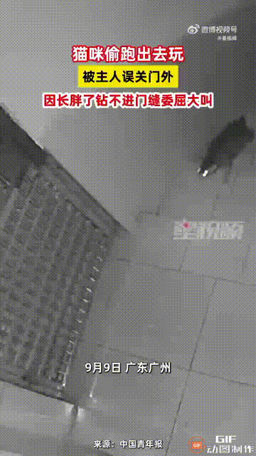 广东广州一只小猫偷跑出家门玩，回家时想从门缝里钻进去，谁料因为最近吃胖了，导致怎