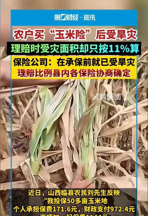 山西临县，男子投保了50余亩玉米地，保费一共63745元。然而男子投保当年遭遇旱