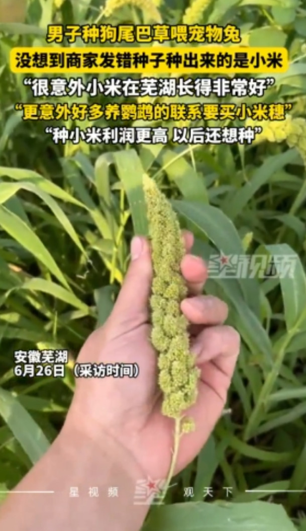 活该他发财！安徽，男子网购“狗尾巴草”种子，本想喂宠物兔，没想到商家误发成小米穗