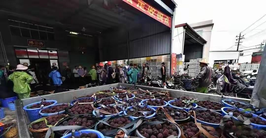 果农哭着求买，市场却全停了，沉默十年的账单终于到期2026年5月，福建漳州