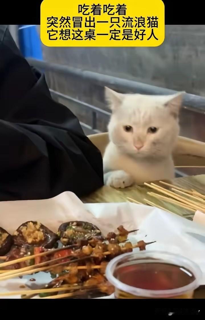 流浪猫的报恩？不，是命中注定的相遇一只流浪猫溜进餐馆，径直奔向正在吃饭的小