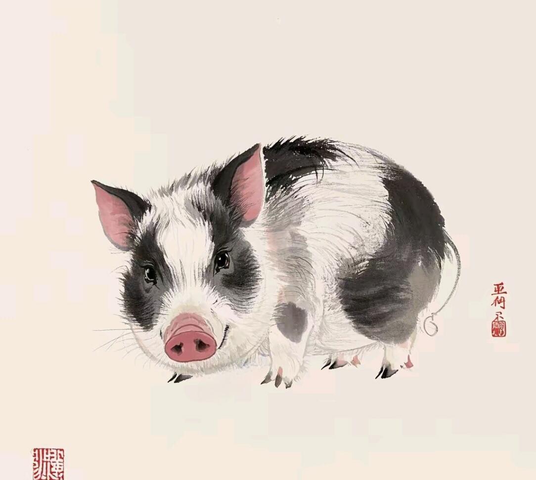 致1971年属猪人1971年的猪，转眼已过五十四载，再添二十六载就到八十岁，不