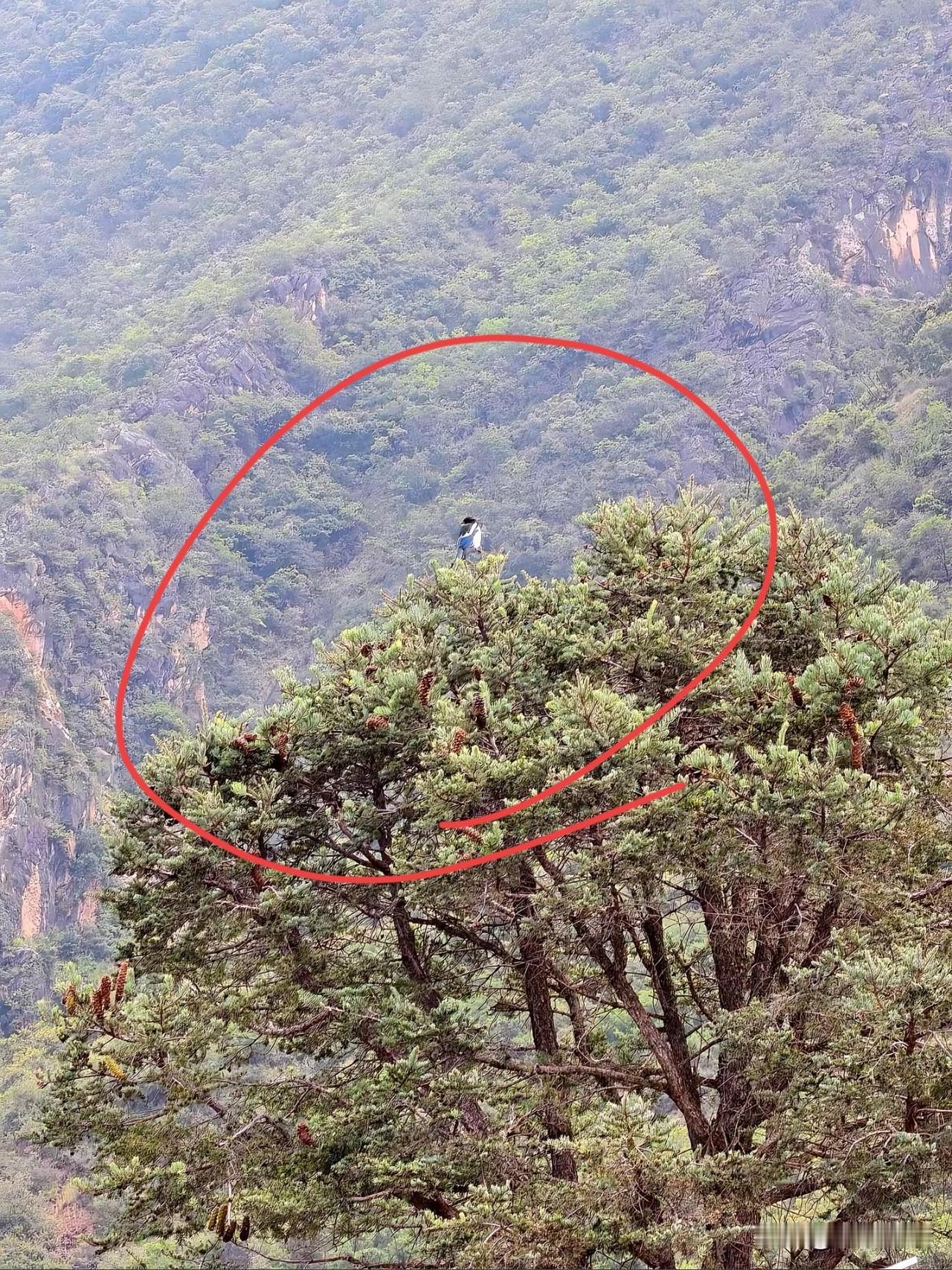 远处看，好像两个相依为命的人，结果是喜鹊