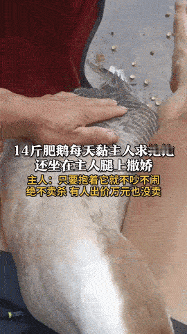 “万物皆有灵性！”广西贺州，一男子养了几十只鹅，但其中一只14斤肥鹅非常奇怪，不