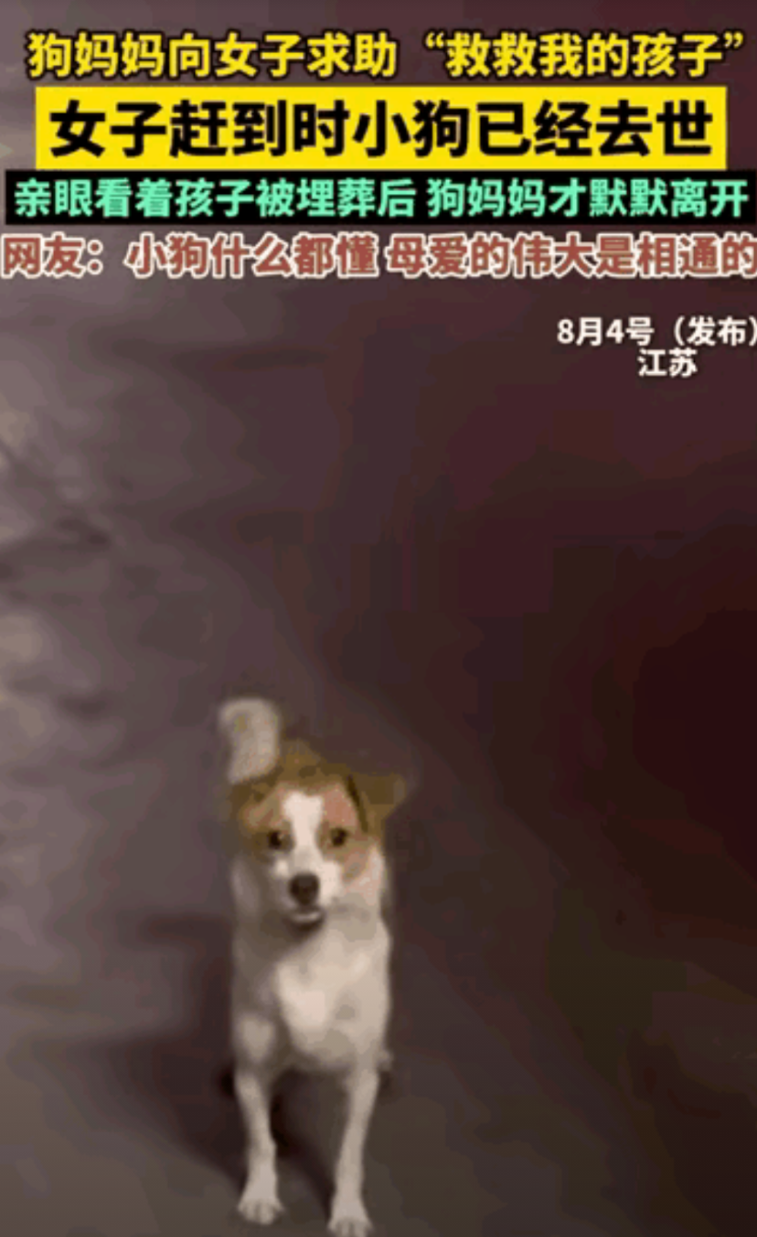 江苏发生了一件令人痛心的故事，一名女子开车路过时，有一只狗狗在路上不让其通过，女
