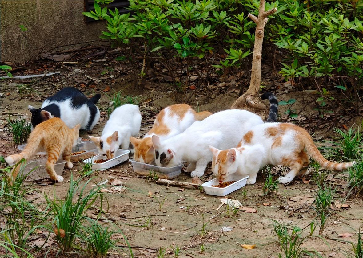 “每天撸猫半小时，两周到账七千四”，听起来像微商口号，却是杭州姑娘小赵的真·工资